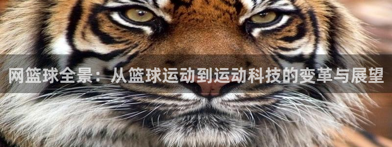 网篮球全景：从篮球运动到运动科技的变革与展望